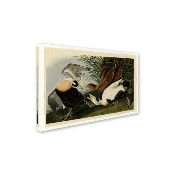 Audubon 'Eider Duckplate 246' Canvas Art,16x24